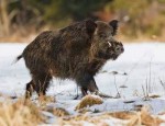 12 января на Руси в Анисьин день устраивали охоту на кабана 12 января на Руси в Анисьин день устраивали охоту на кабана
