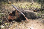 Разрешение на добычу кабана в Башкирии в 2018 году Разрешение на добычу кабана в Башкирии в 2018 году