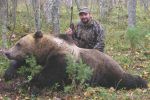 Охота на евразийского бурого медведя в Карелии