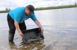 Около 2000 мальков стерляди выпустили в реку Белая